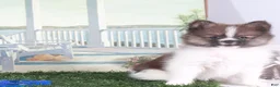 Pomeranian dogs for sale: Davey-Sweet Little Pomeranian Puppy - Ad 4