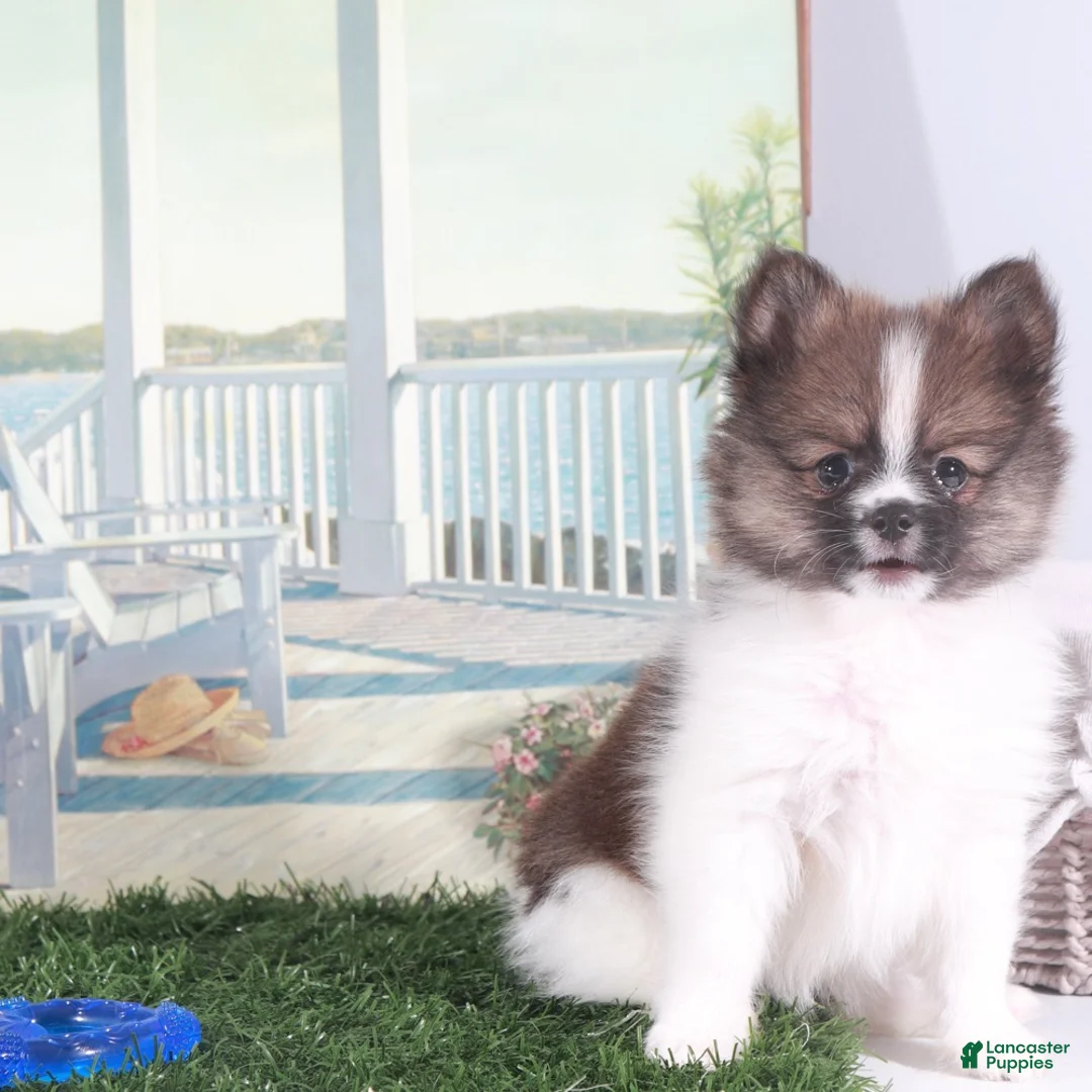 Pomeranian dogs for sale: Davey-Sweet Little Pomeranian Puppy - Ad 4