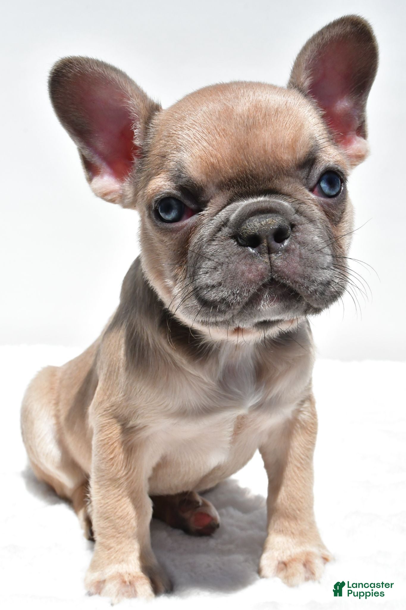 French Bulldog dogs Bella - Ad 2