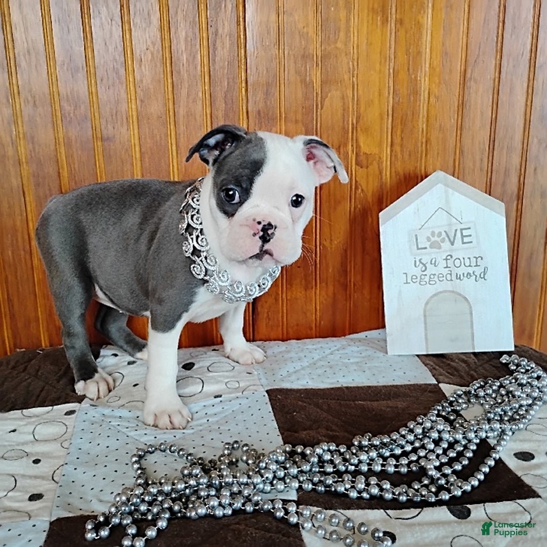 Mixed Breed dogs for sale: Pepsi - Ad 9