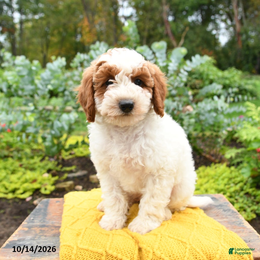 Miniature Poodle dogs for sale: Leo - Ad 2