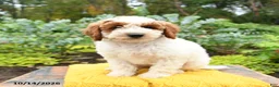 Miniature Poodle dogs for sale: Leo - Ad 2