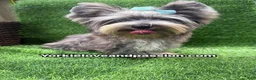 Yorkshire Terrier dogs for sale: Merle male one blue eye  - Ad 12