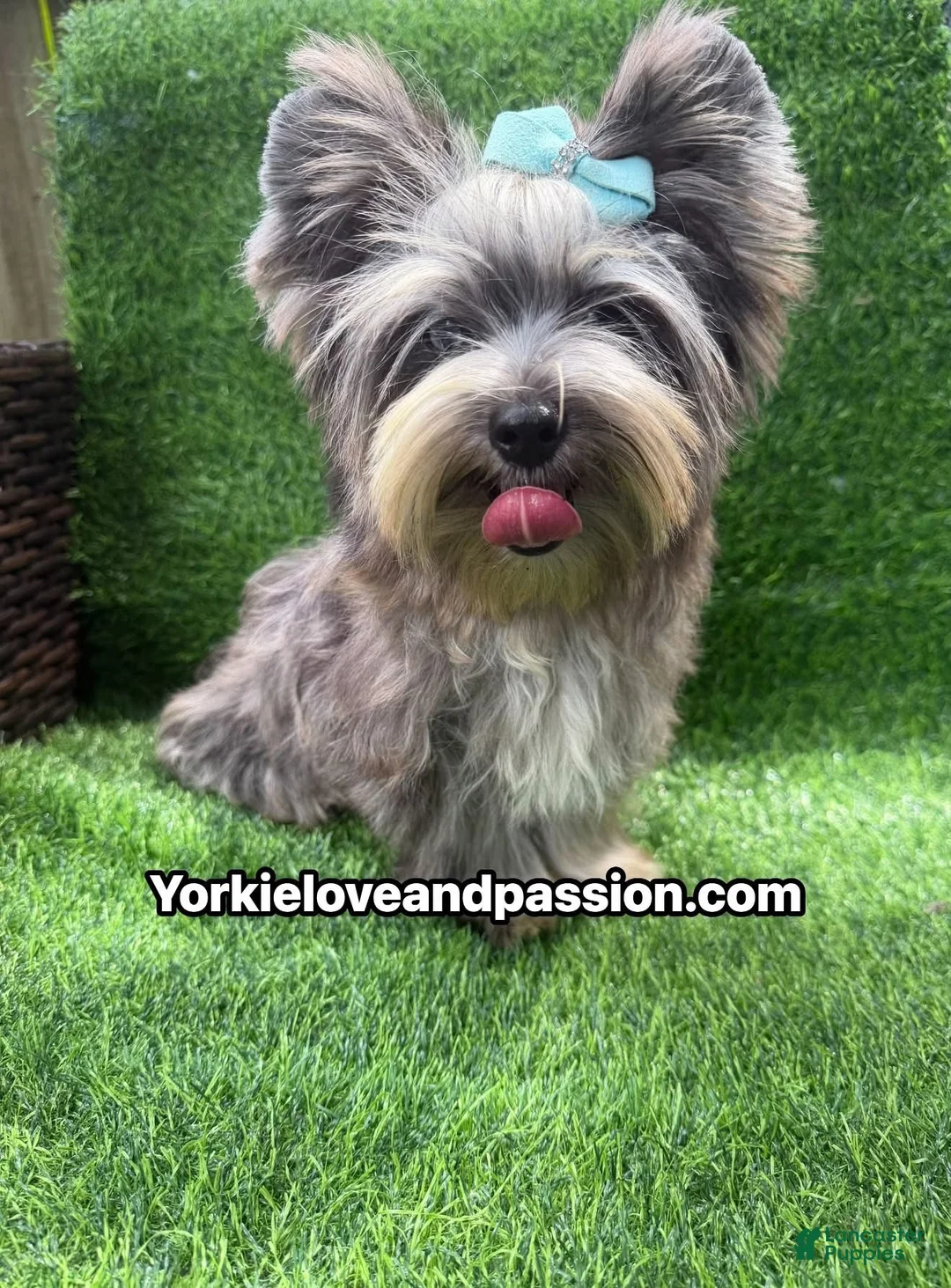 Yorkshire Terrier dogs for sale: Merle male one blue eye  - Ad 12