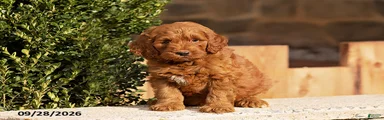 Teddy