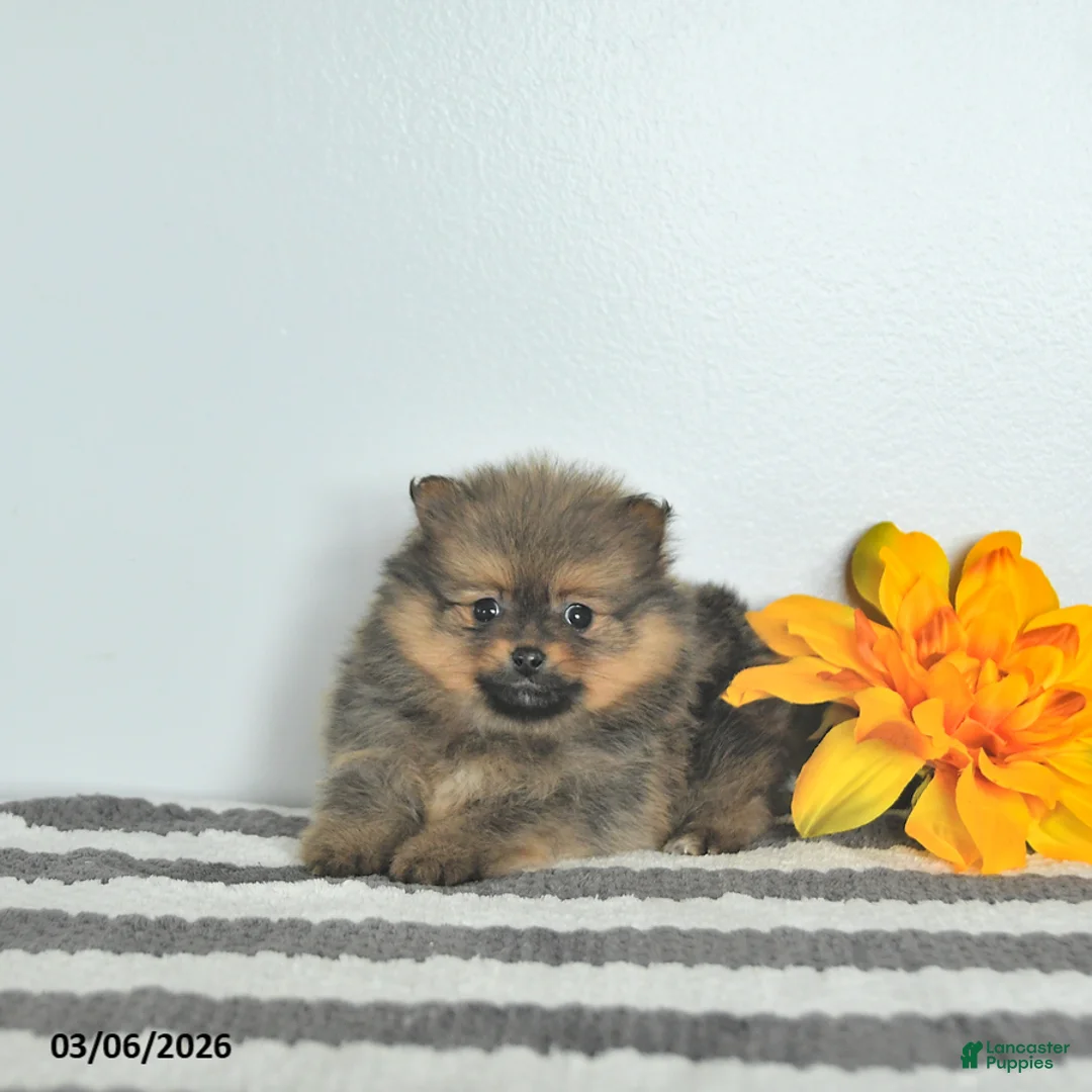 Pomeranian dogs for sale: Beau EXTRA SMALL - Ad 3