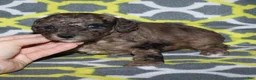 Miniature Poodle dogs for sale: Harlee’s brown Merle male - Ad 24