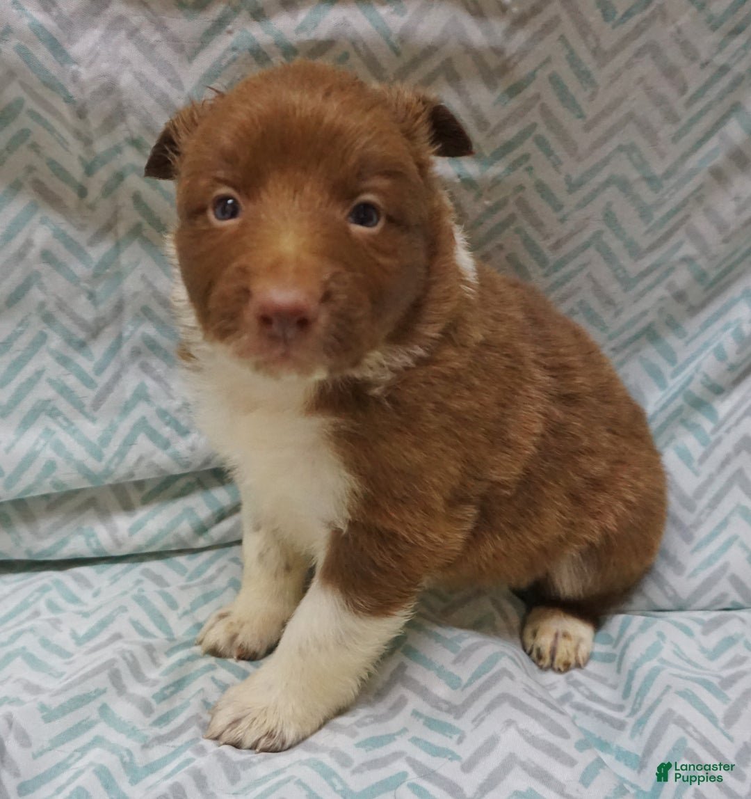 Border Collie dogs for sale: Madeline - Ad 1