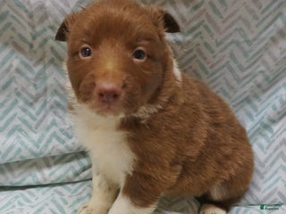 Border Collie dogs Madeline - Ad 4