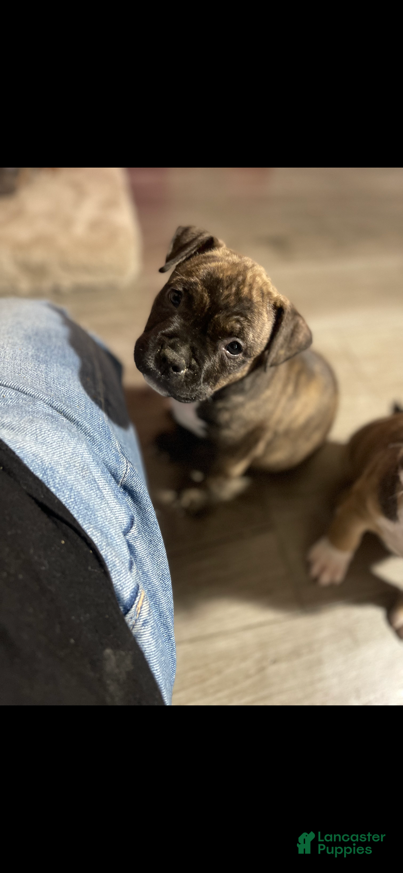 American Bully dogs for sale: American Bully 3 - Ad 33