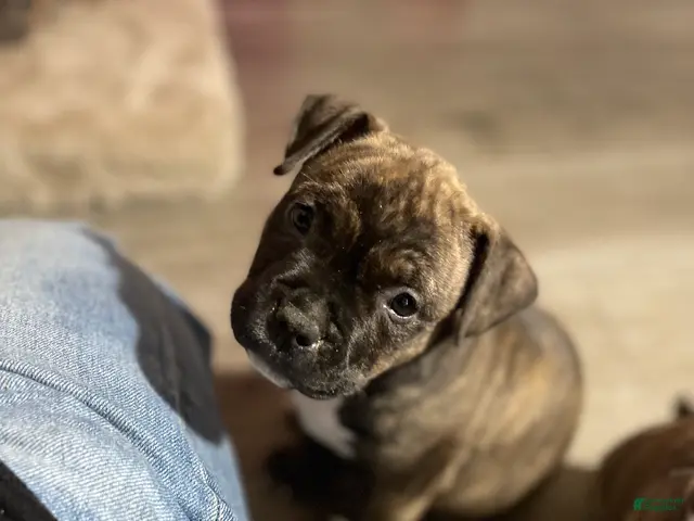 American Bully dogs for sale: American Bully 3 - Ad 33