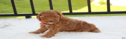 Cockapoo dogs for sale: Penny - Ad 6