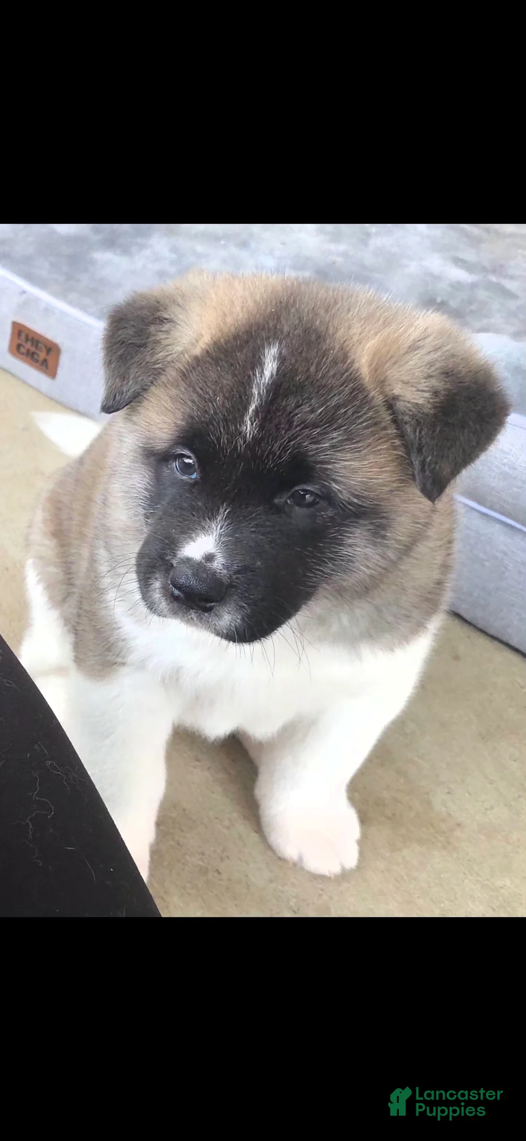 Akita dogs for sale: AKC Chance - Ad 1