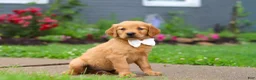 Golden Retriever dogs for sale: Bubbles - Ad 5