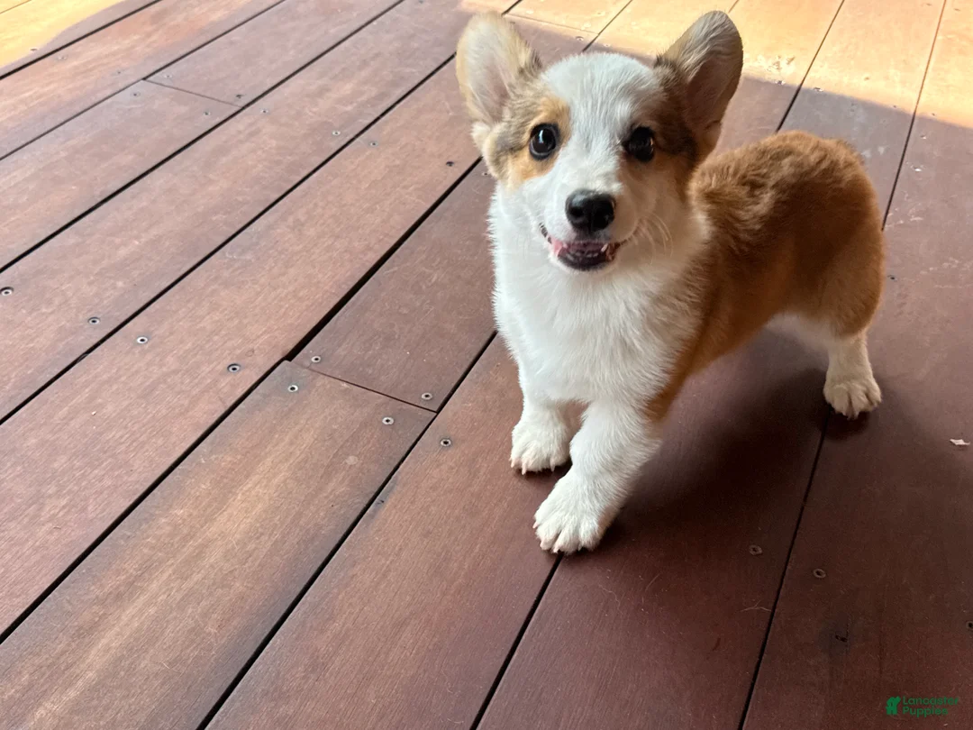 Welsh Corgi Pembroke dogs for sale: BENNY - Ad 1