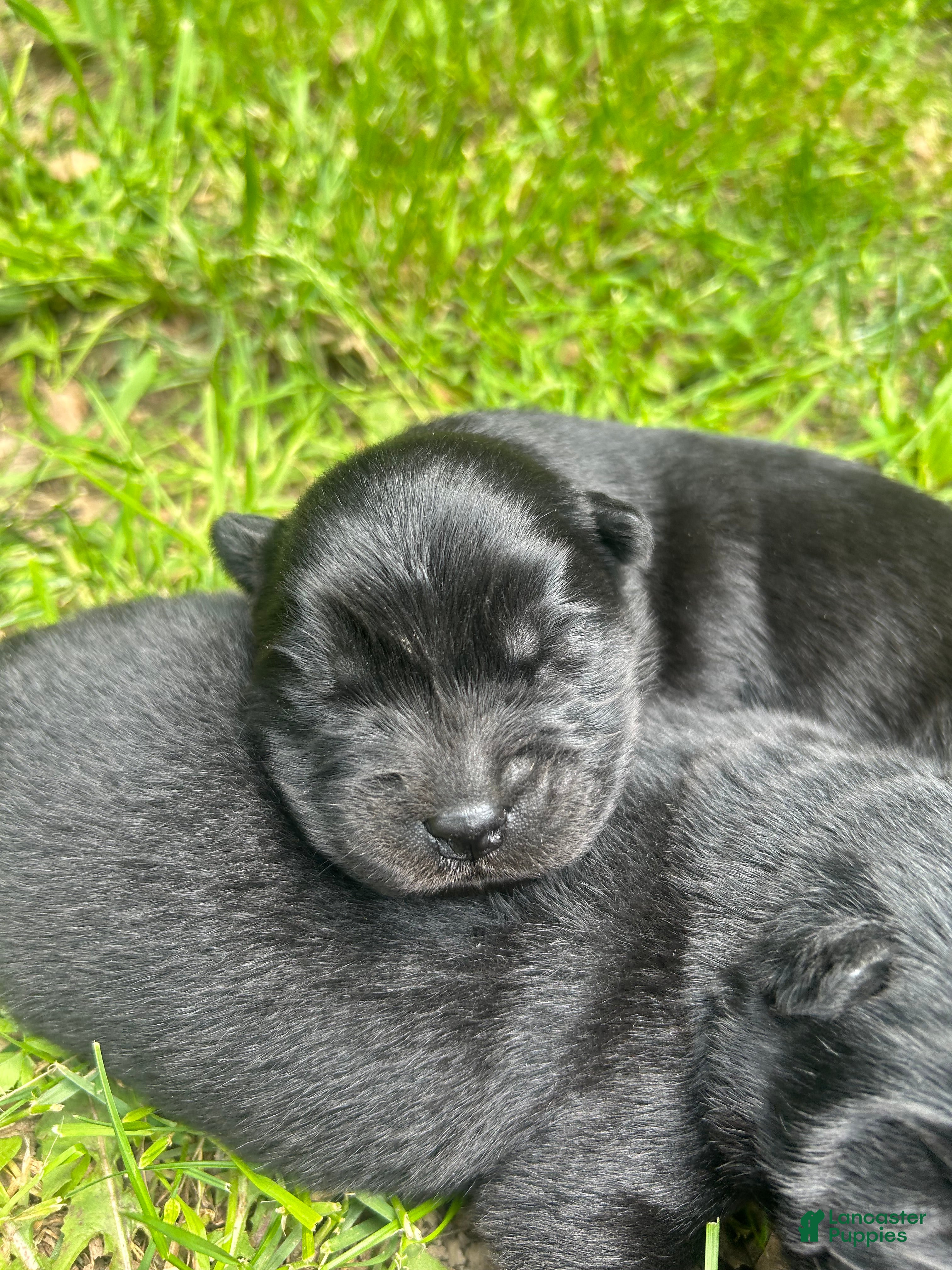 Chow Chow dogs for sale: Chow Chow Puppy 1 - Ad 2