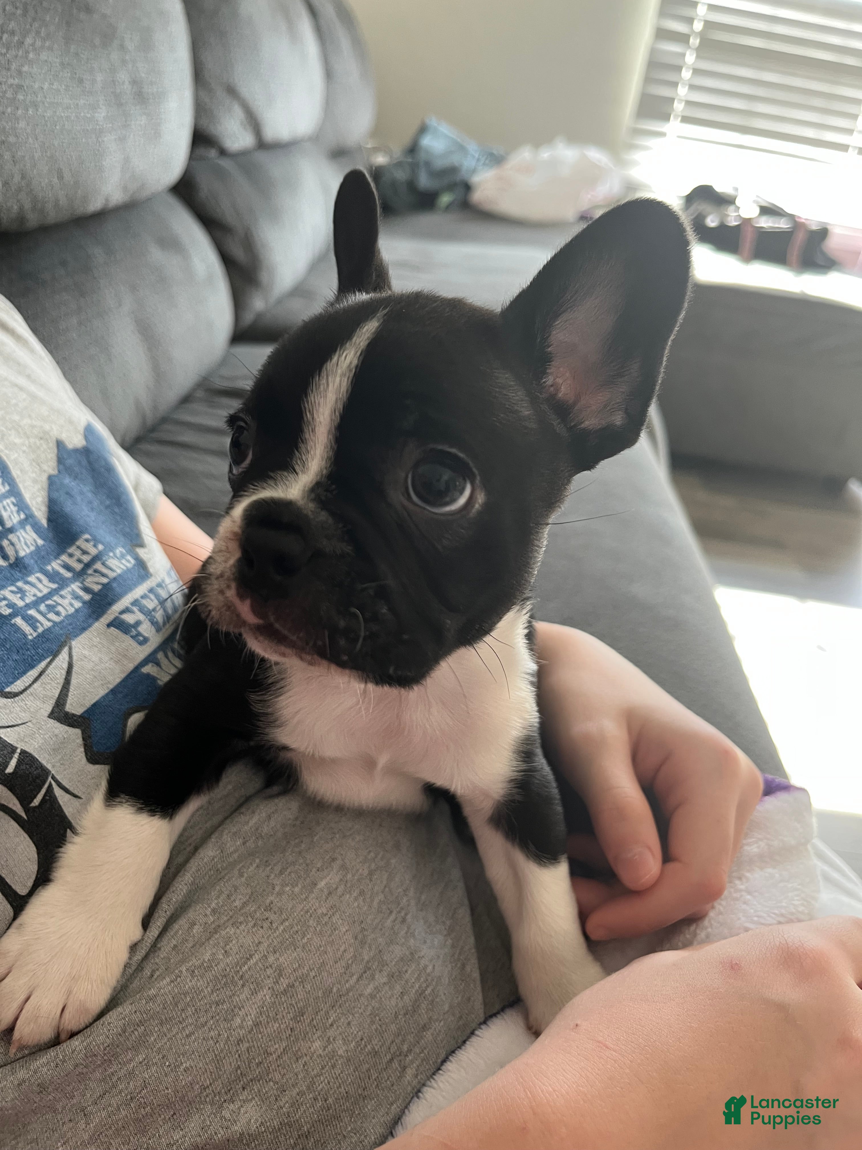 Frenchton dogs Frenchton Puppy 2 - Ad 24
