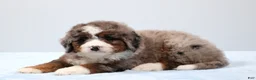 Mini Bernedoodle dogs for sale: Fido - Ad 11