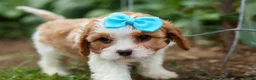Cavapoo dogs for sale: Victor 🐾 - Ad 8