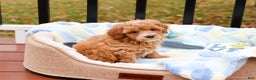 Cavapoo dogs for sale: Caleb - Ad 3