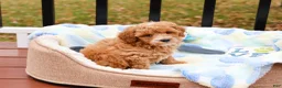 Cavapoo dogs for sale: Caleb - Ad 9