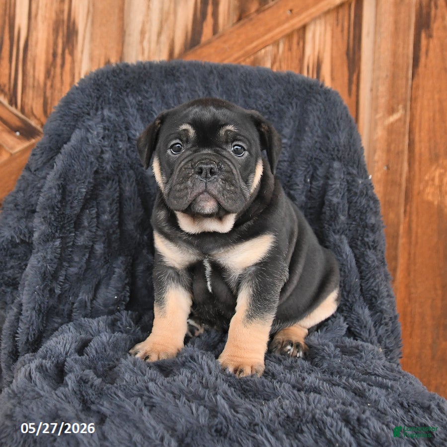 English Bulldog dogs Daphne - Ad 2