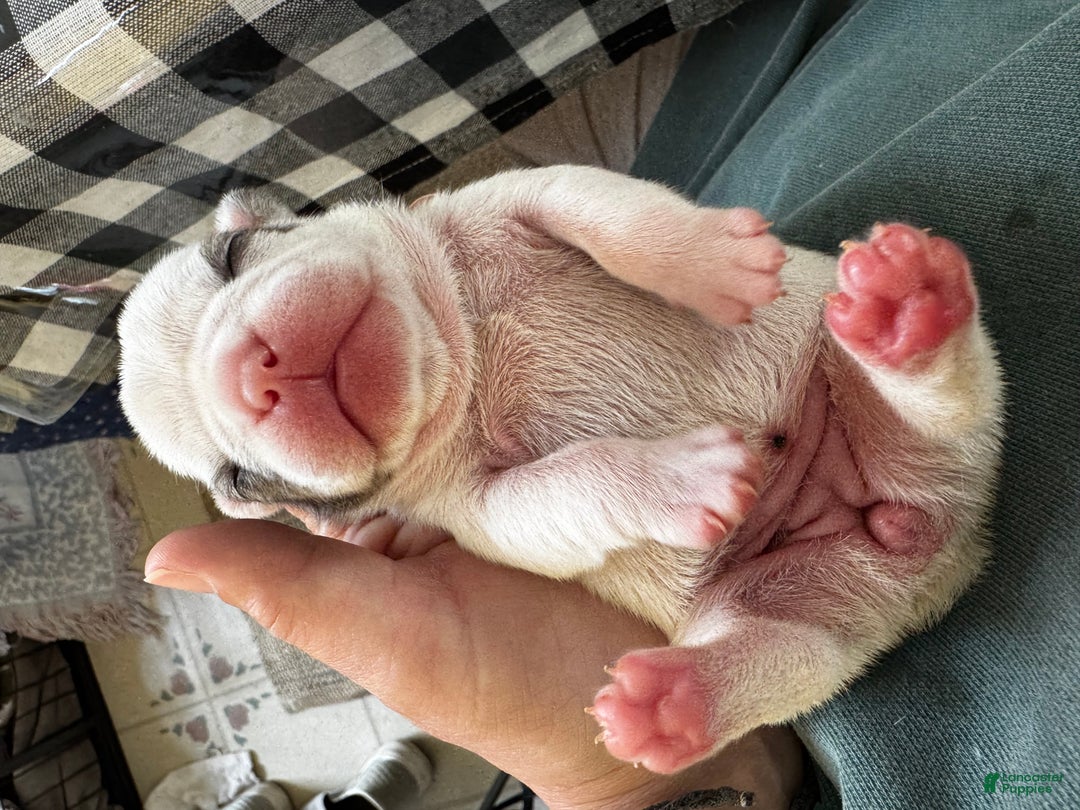 French Bulldog dogs for sale: French Bulldog Puppy 2 “Whisp” - Ad 14
