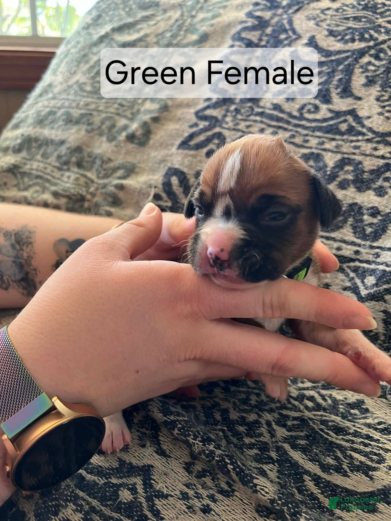 Boxer dogs Green Female - Ad 18