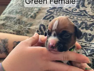 Boxer dogs Green Female - Ad 18