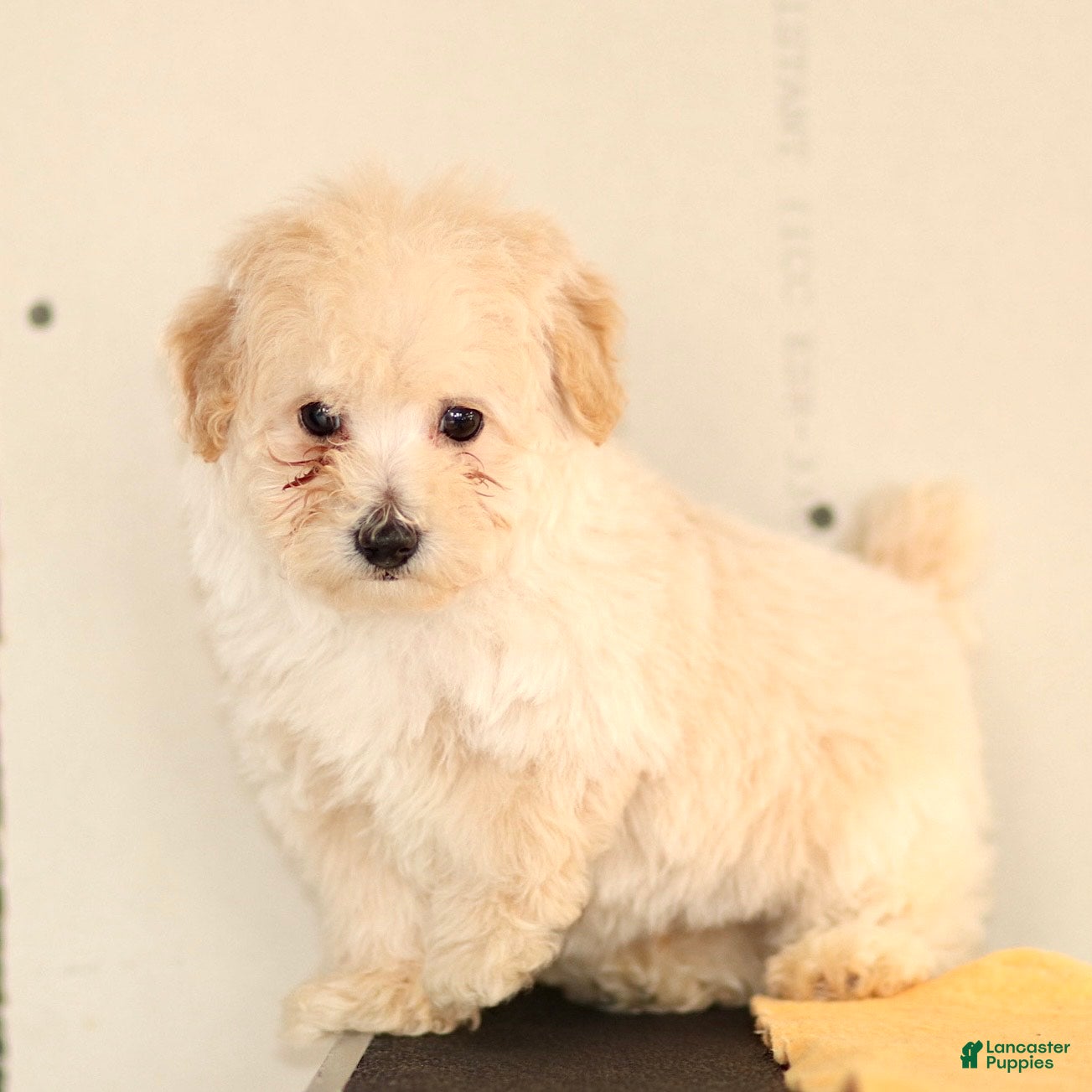 Toy Poodle dogs Lucky - Ad 2