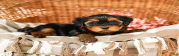 Yorkshire Terrier dogs for sale: Gumdrop AKC Champion Bloodline - Ad 3