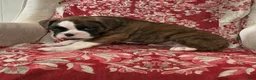 Boxer dogs for sale: DUSSEL  - Ad 6