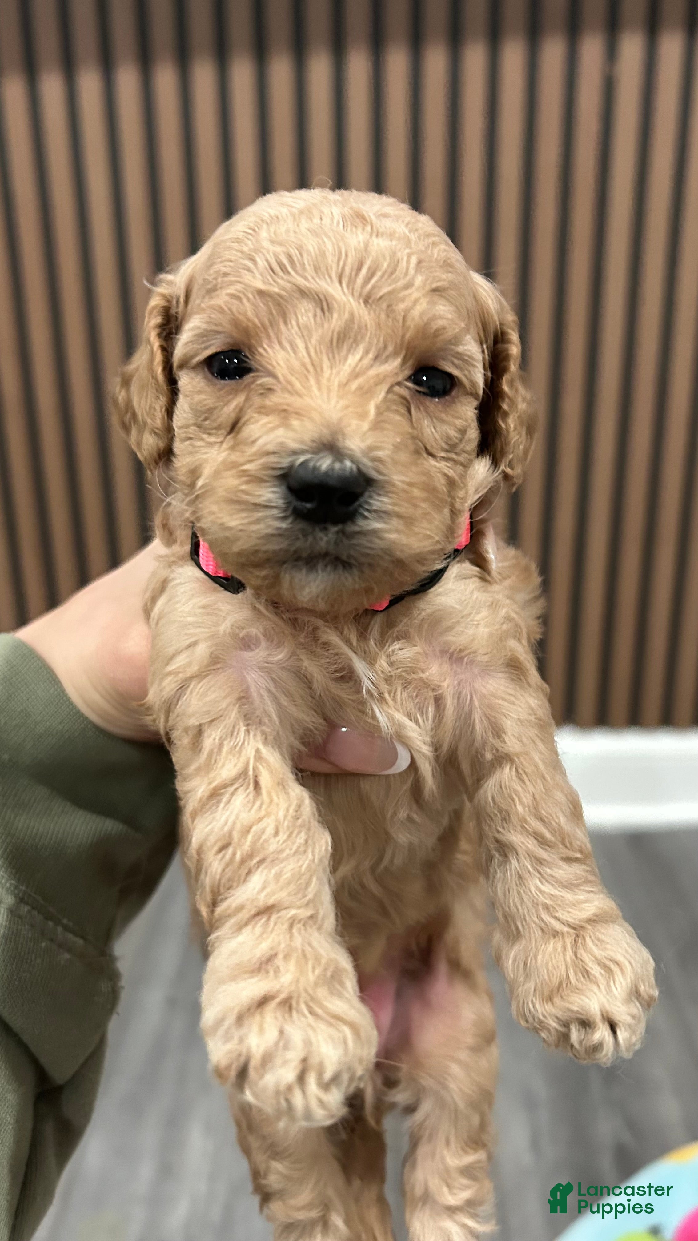 Goldendoodle dogs Chanel - Ad 30