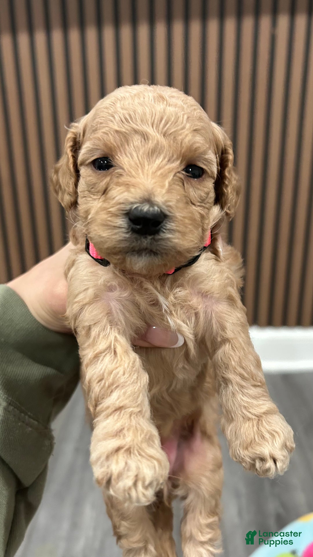 Goldendoodle dogs for sale: Chanel - Ad 1