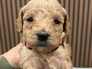 Goldendoodle dogs Chanel - Ad 13