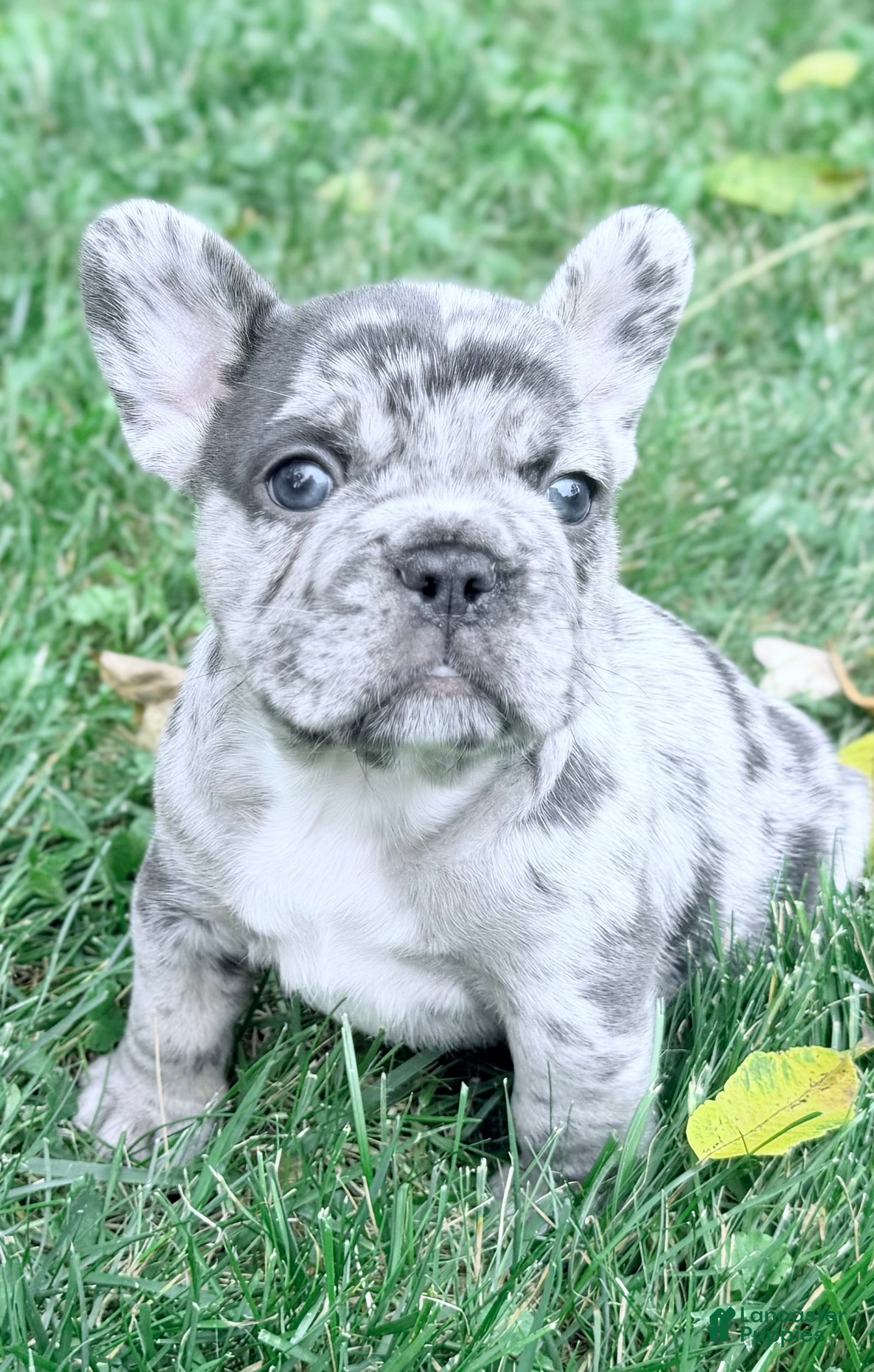 French Bulldog dogs for sale: French Bulldog 1 - Ad 4