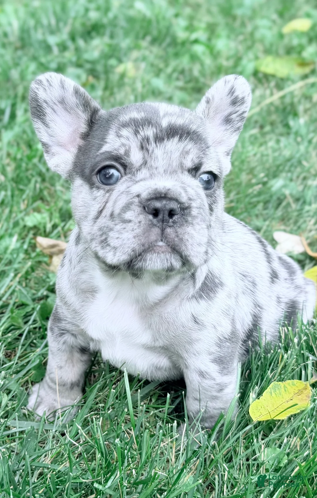 French Bulldog dogs for sale: French Bulldog 1 - Ad 1