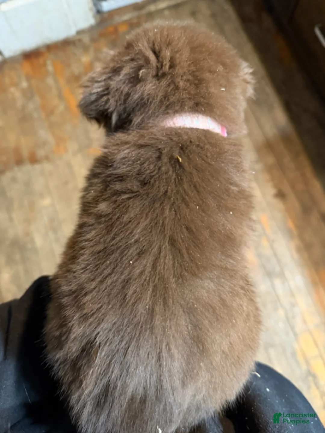 Australian Shepherd dogs for sale: Light pink - Ad 2