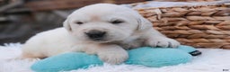 Golden Retriever dogs for sale: Remington - Ad 3