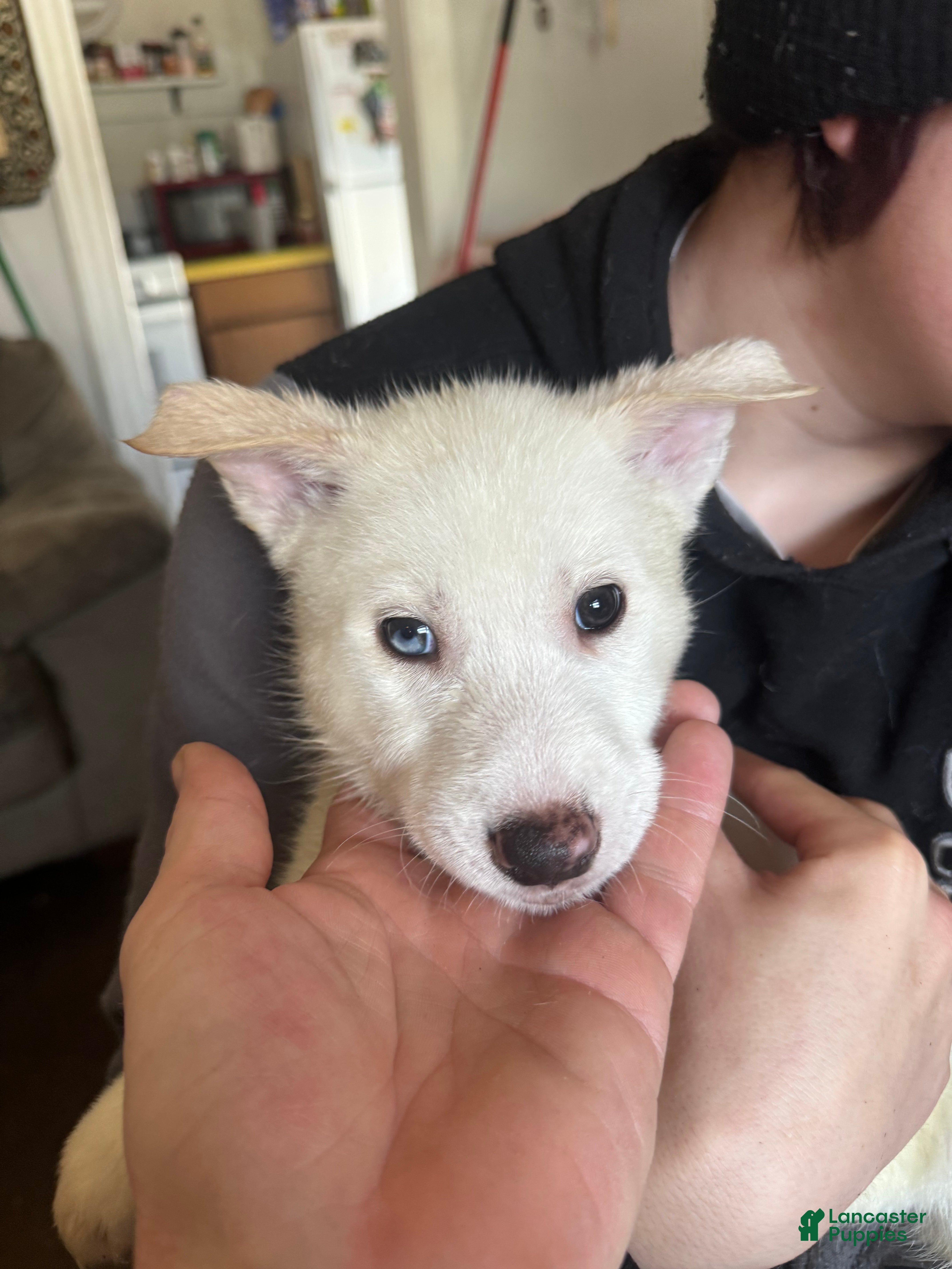 Siberian Husky dogs Siberian Husky Puppy 3 - Ad 23