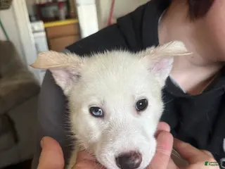 Siberian Husky dogs Siberian Husky Puppy 3 - Ad 31