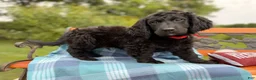 Mixed Breed dogs for sale: Frost (Boy) - Ad 5
