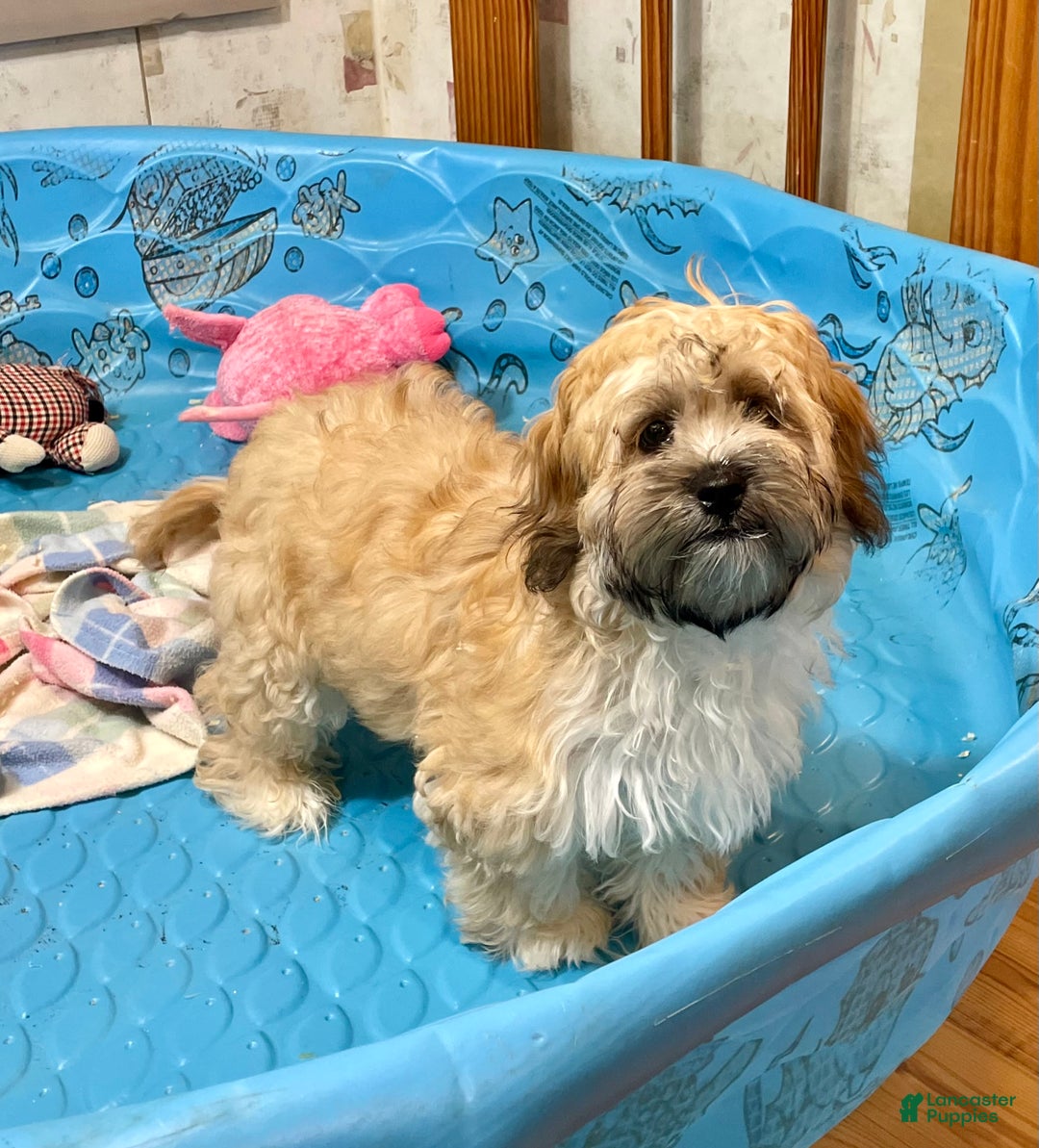 Teddy Bear dogs for sale: Sammy - Ad 7