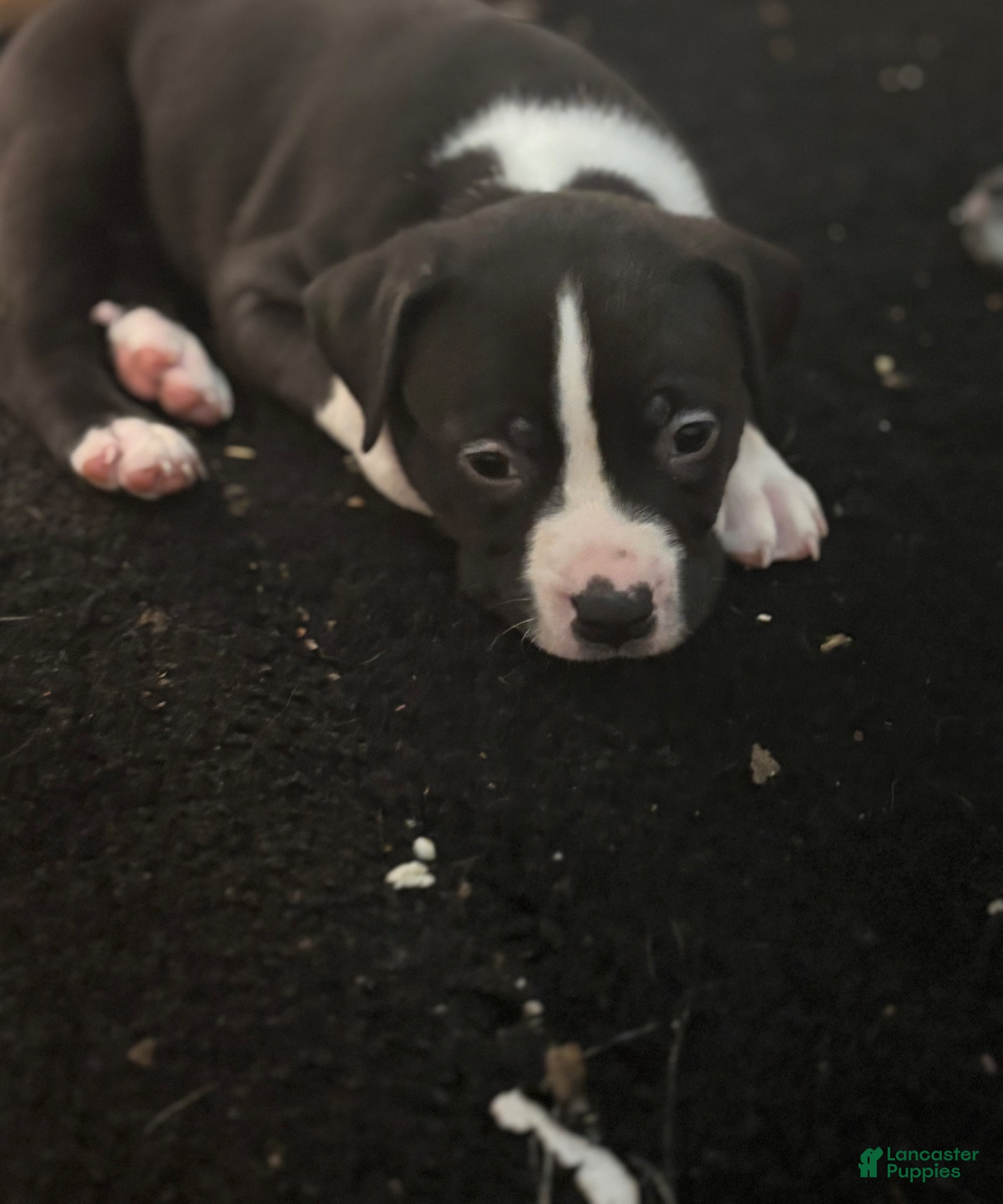 American Pit Bull Terrier dogs American Pit Bull Terrier Puppy 4 - Ad 11