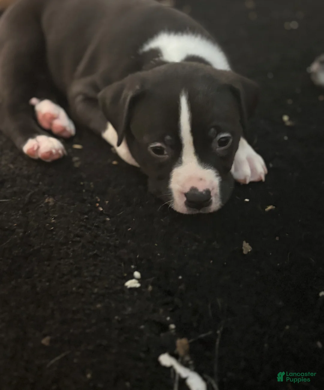 American Pit Bull Terrier dogs for sale: American Pit Bull Terrier Puppy 4 - Ad 1