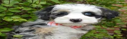 Mini Bernedoodle dogs for sale: Bella - Ad 17