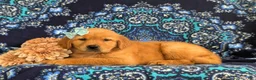 Golden Retriever dogs for sale: Yvonne AKC Reg - Ad 4