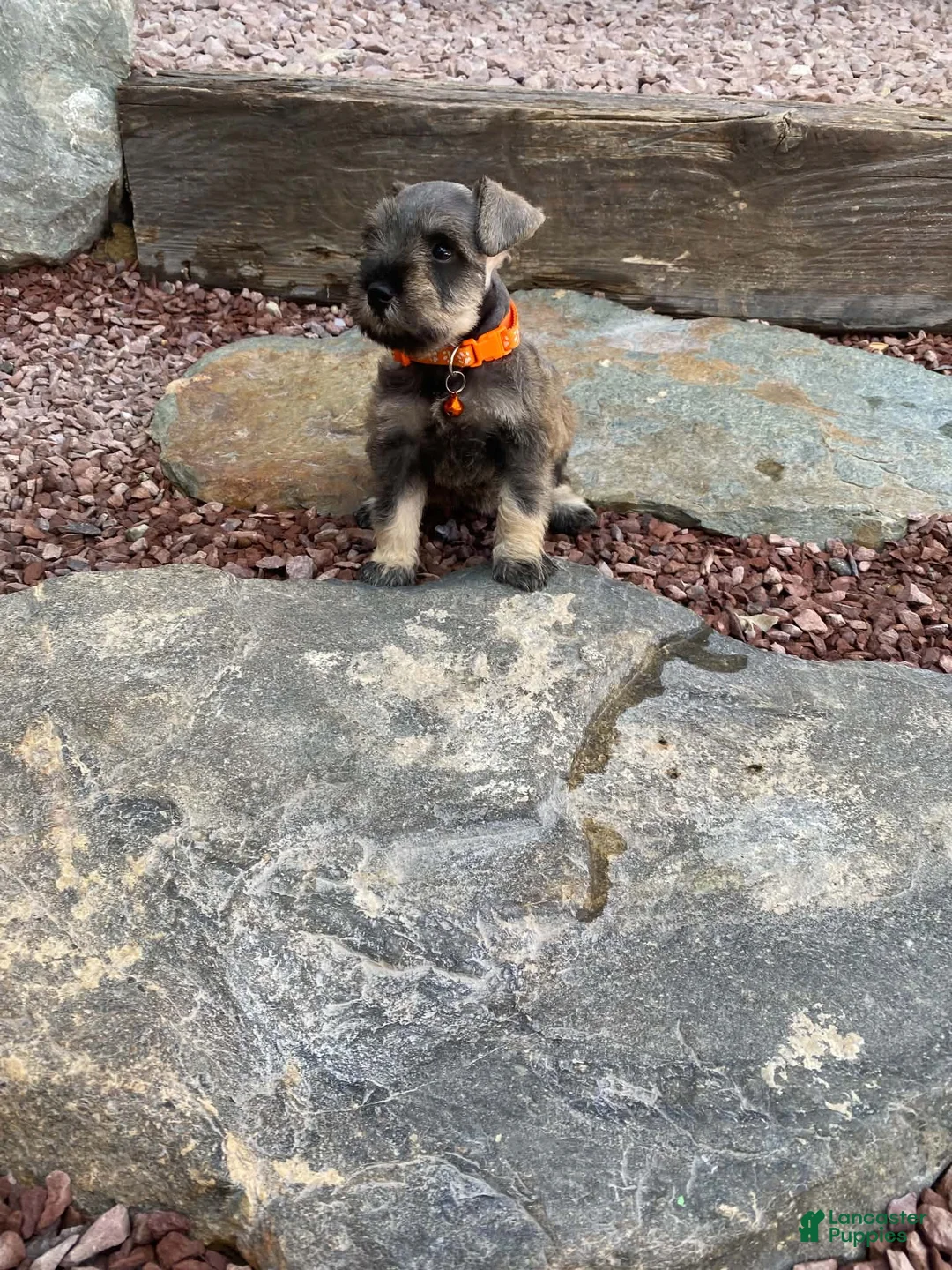 Miniature Schnauzer dogs for sale: Mia  - Ad 1