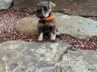 Miniature Schnauzer dogs Mia - Ad 3