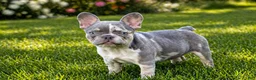 French Bulldog dogs for sale: Poppy - Ad 2